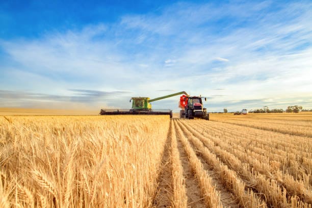 Soja récord, precios en picada: la paradoja que golpea al campo argentino