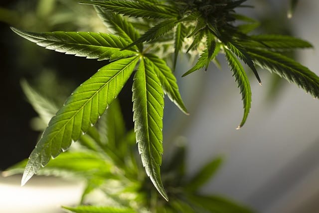 hoja de marihuana secuestrada en un allanamiento por narcotráfico