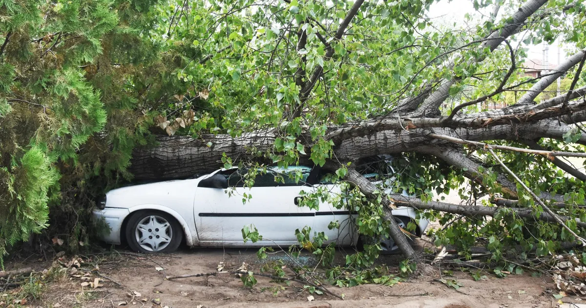 Árbol caído sobre un auto estacionado en un predio de Santa Rosa